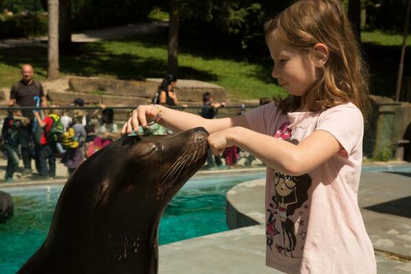 Deklica z morskim levom v ZOO Ljubljana. Foto: ZOO Ljubljana