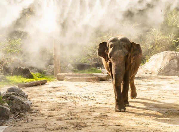 Slonica Ganga. Foto: Petra Hrovatin, ZOO Ljubljana