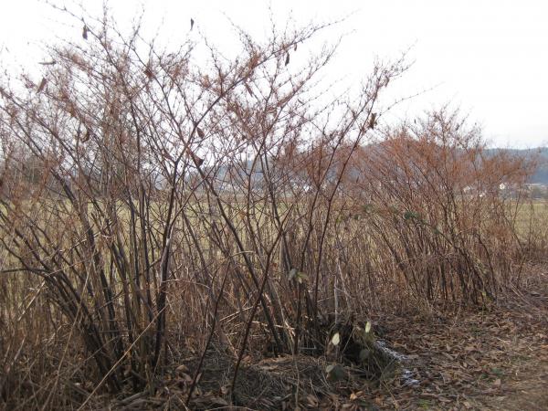 Fallopia japonica Klece 2012 01 29 003