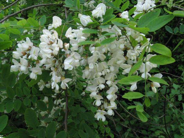 Robinia pseudacacia Radensko polje 20092105 027 SimonaStrgulc2