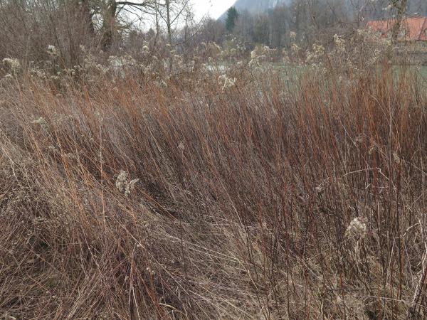 Solidago Lj Brod 20170315 IMG 1373