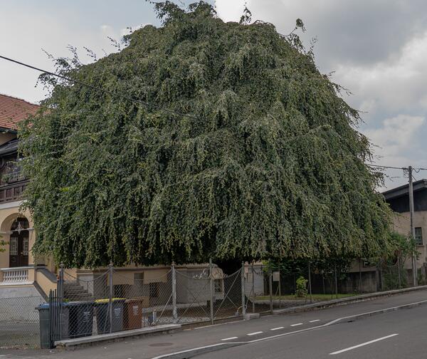 Povešava bukev, drevo leta 2020