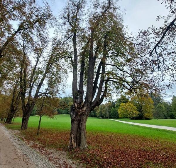 oslabljeno drevo v tivoliju