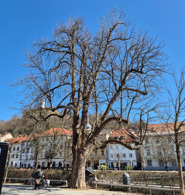 divji kostanj na bregu
