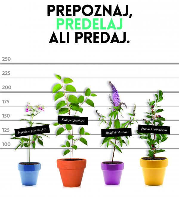 MOL glavni motiv7