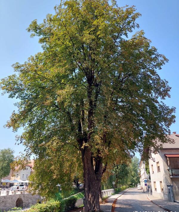kostanj