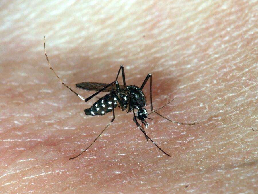 Samica tigrastega komarja. Foto: Tomi Trilar