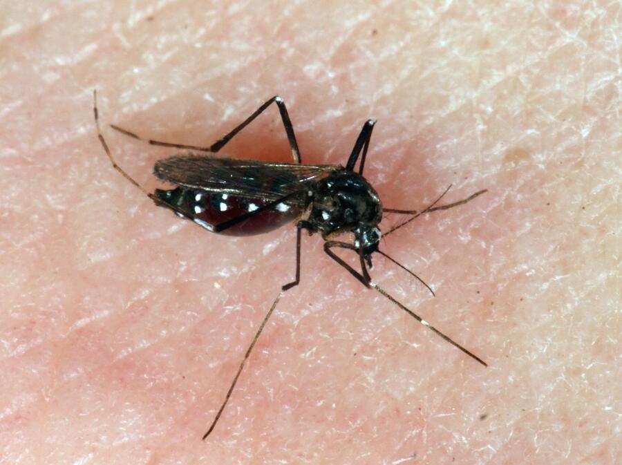 04 samica tigrastega komarja Aedes albopictus E005819 TomiTrilarPMS