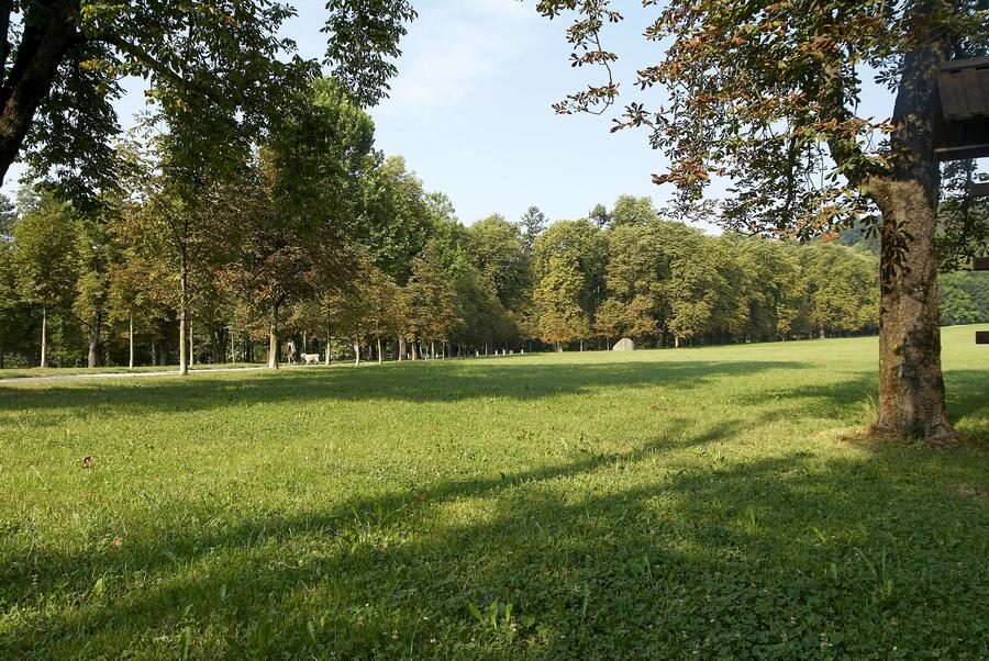 Gozdovi so pljuča Ljubljane, foto: Domen Pal