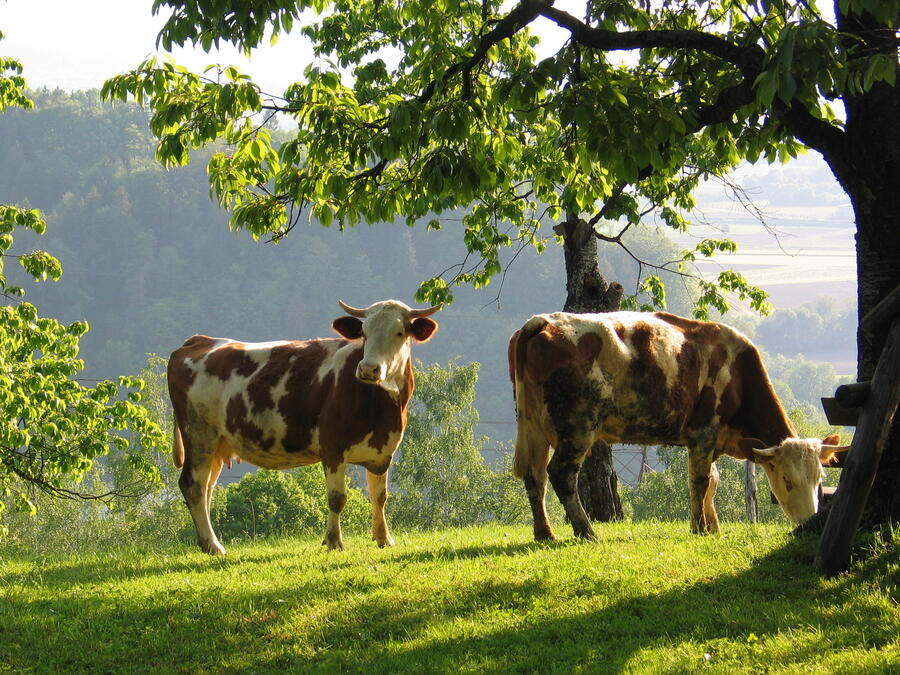 Paša na kmetiji Pri Lazarju v Podgradu Foto: Maruška Markovčič