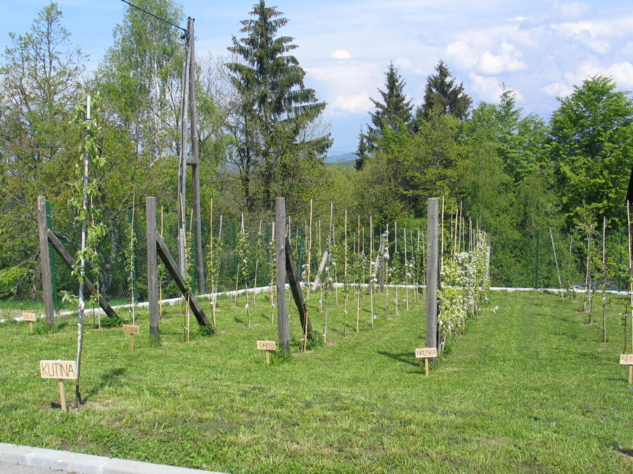 101007Solski sadovnik podruznicna sola Jance foto Maruska Markovcic