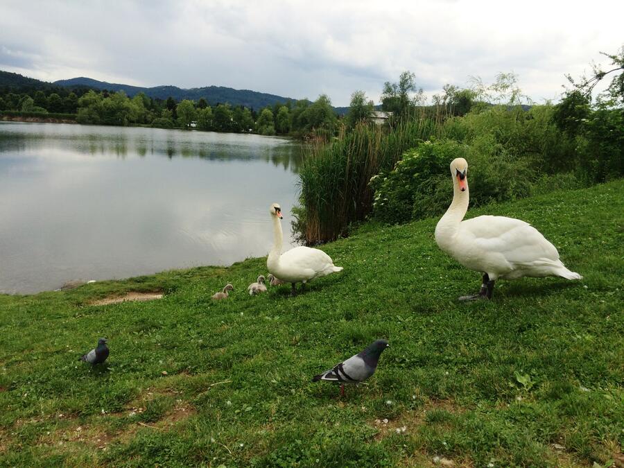 150525 Koseski bajer NRamovsZebovec