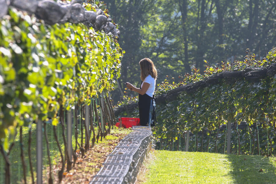 grajski vinograd