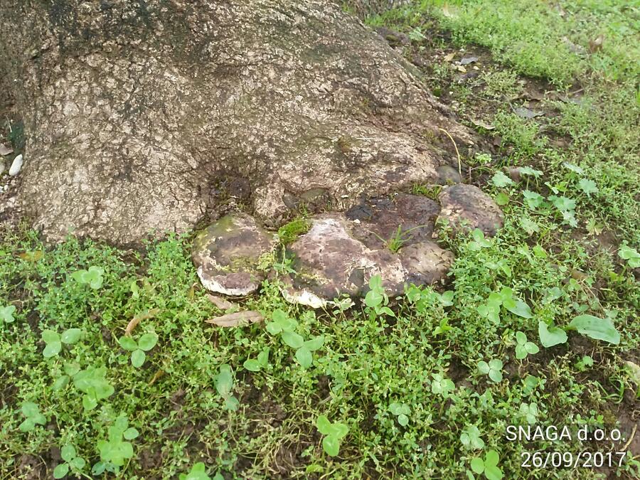 Strokovni arboristični pregled je pokazal tudi aktivnost glive na drevesu. Foto: Snaga