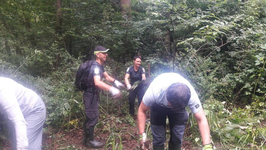 V Naravnem rezervatu Mali Rožnik smo si nadeli rokavice, zavihali rokave in se lotili odstranjevanja invazivne tujerodne rastline. Foto: Sonja Fojkar