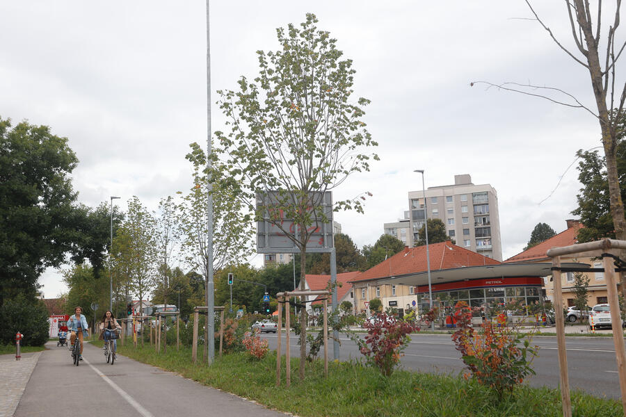 kolesarska steza ob Tržaški cesti
