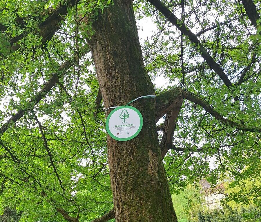 title of the tree of the year