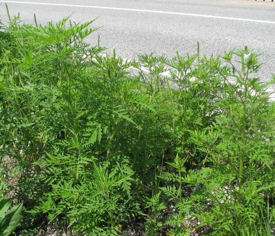 Ambrosia artemisifolia Mojstrana Strgulc Krajsek3