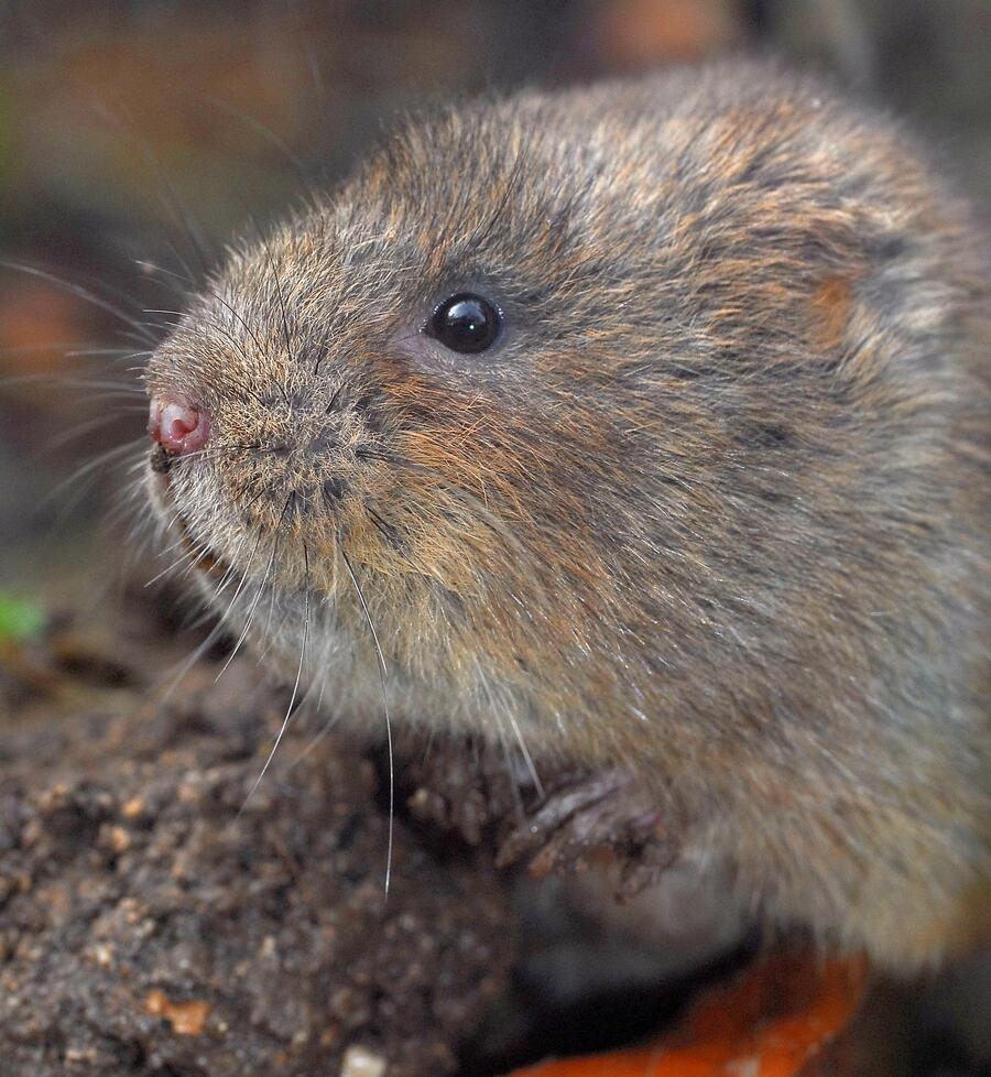 Arvicola terrestris