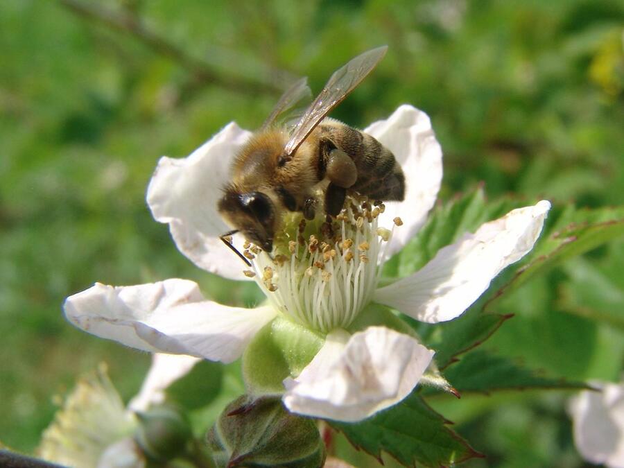 Bee, photo: J. Bavcon