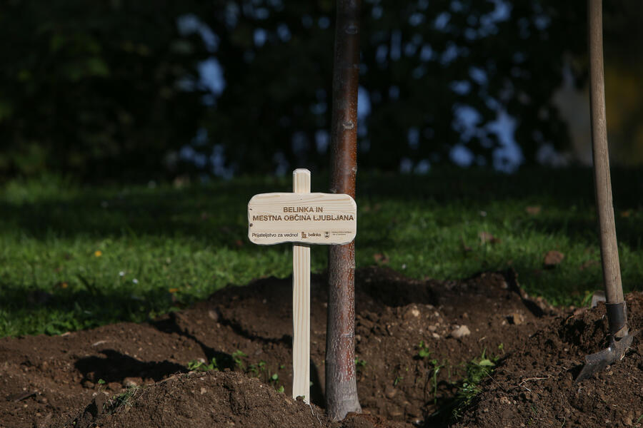 Belinka’s friendship avenue, photo: B. Kovač
