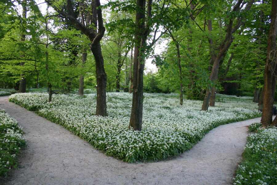 Botanicni vrt, foto: Joze Bavcon