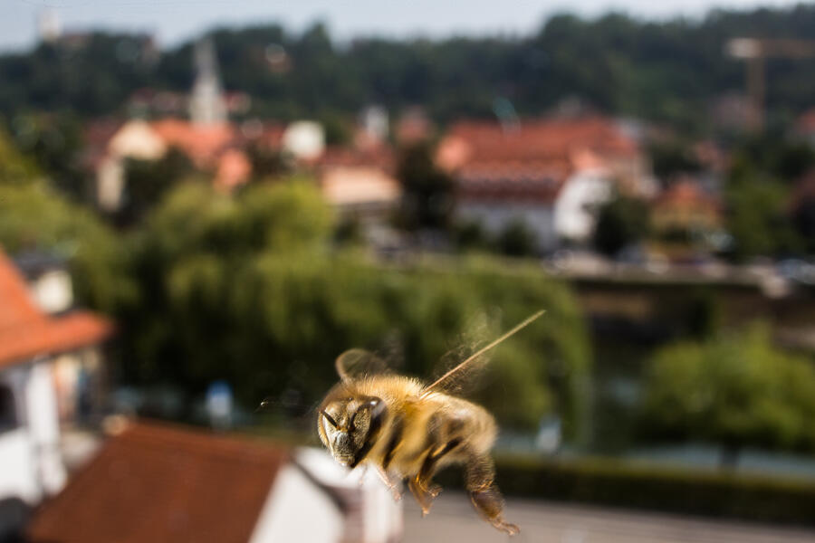 Cebela v Ljubljani. Foto: Luka Dakskobler