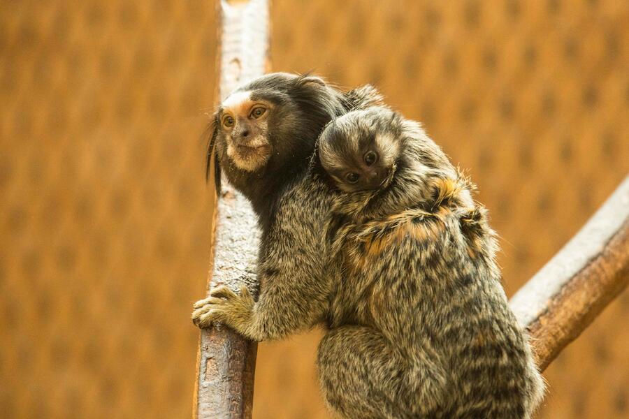 Črna čopičarka. Foto: Robert Prašnikar, ZOO Ljubljana