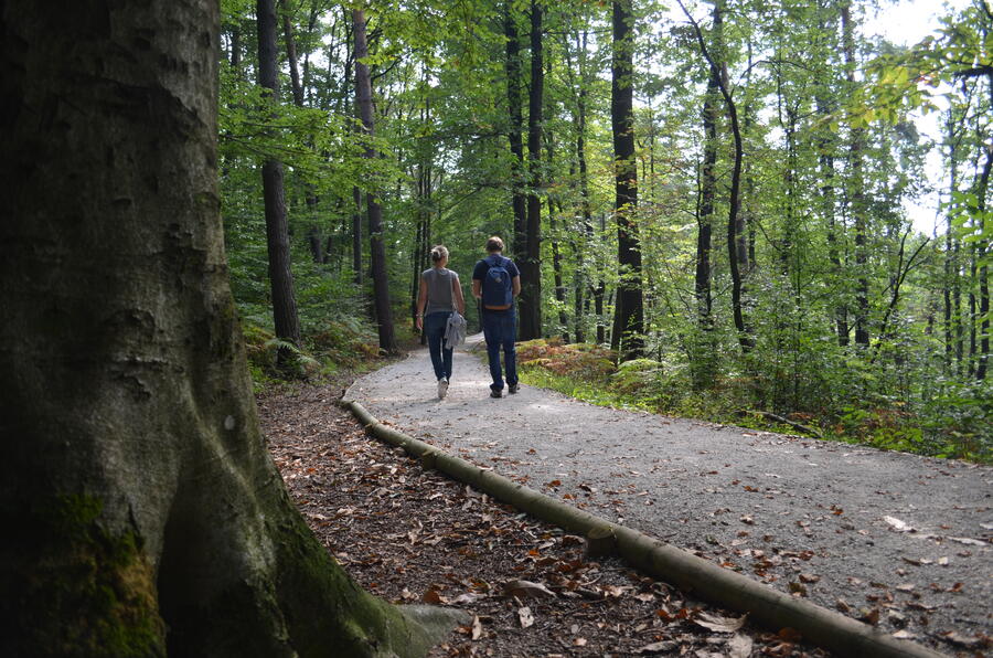 pot skozi gozd na Golovcu
