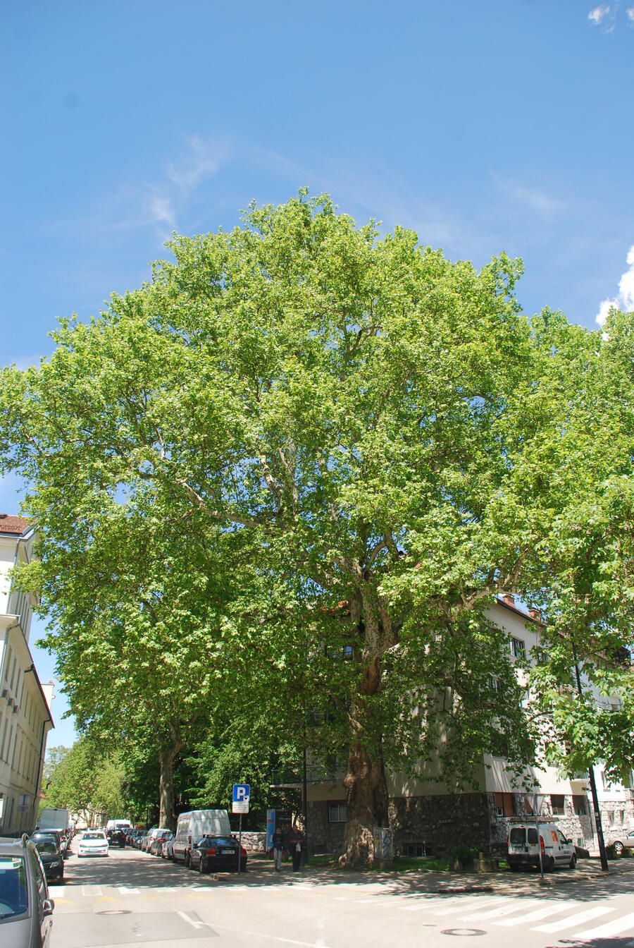 the plantain on Strossmayer street