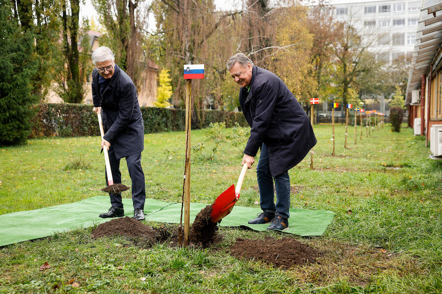 župan in Franjo Bobinac sadita drevo 