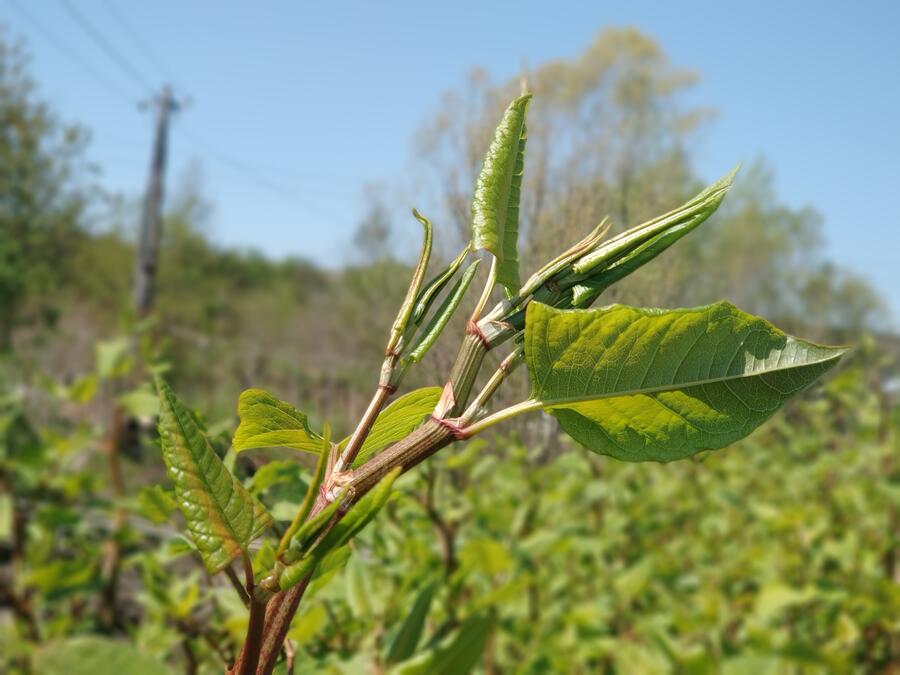 Fallopia japonica Japonski dresnik Foto Branka Trcak