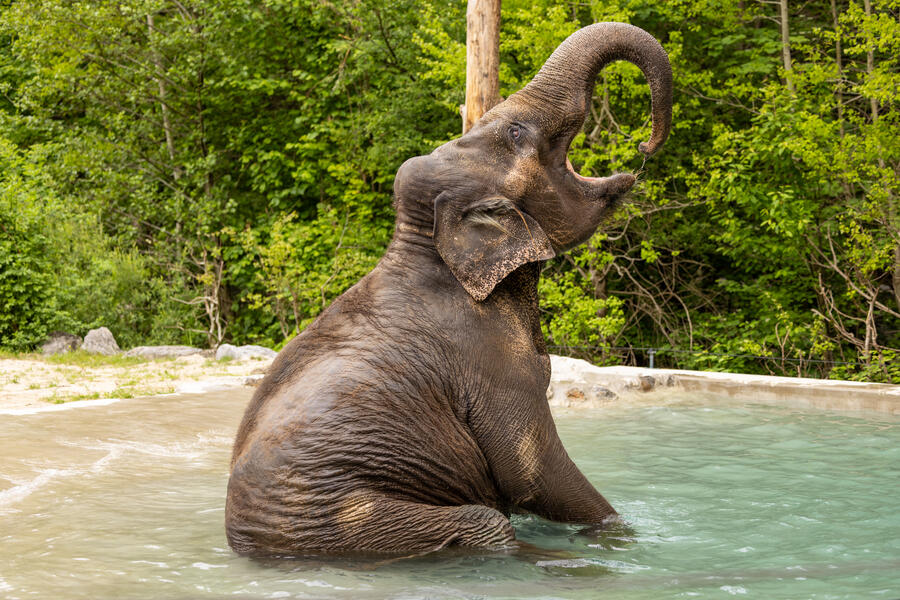 ganga playing in a pool, summer 2024