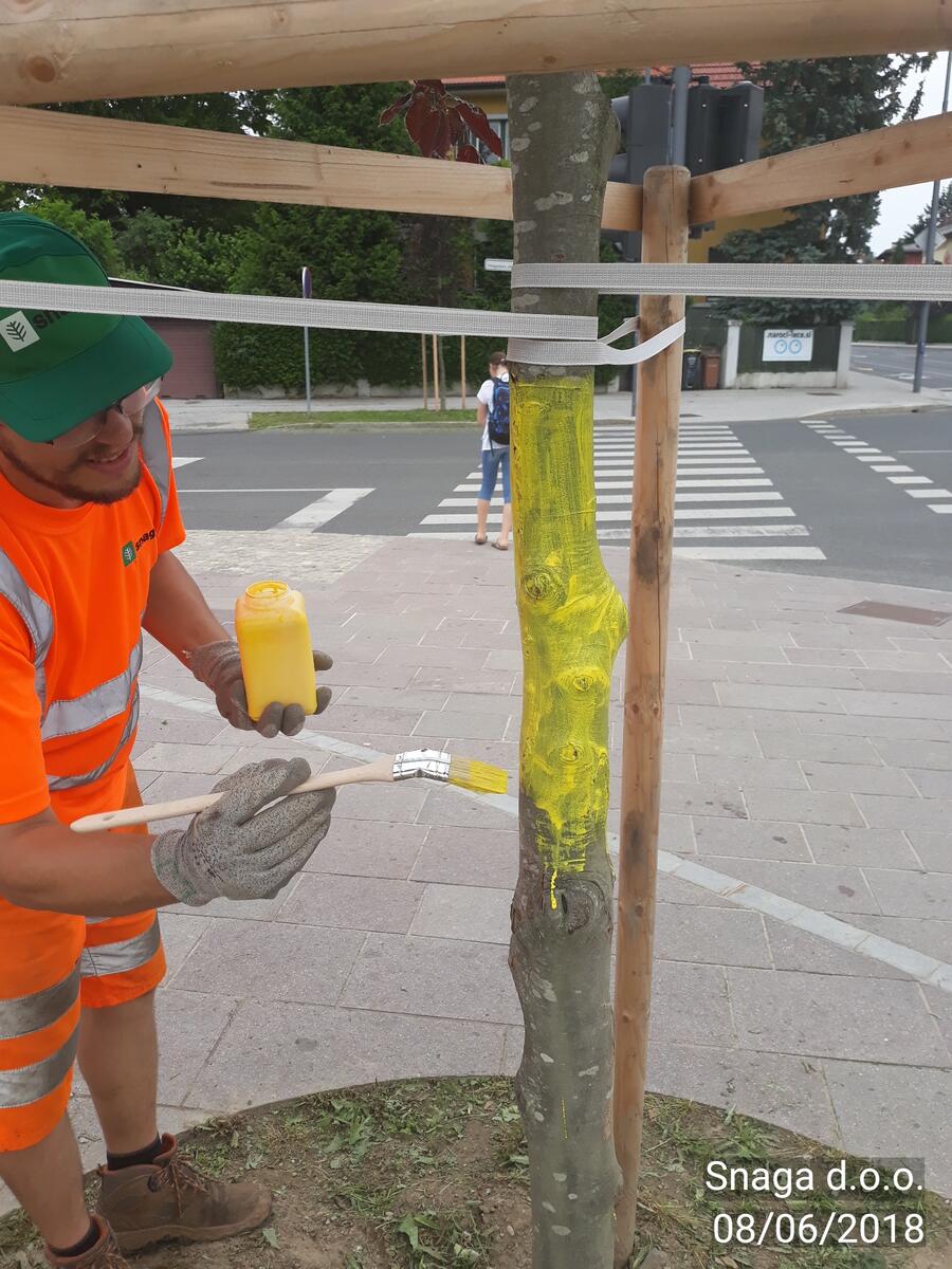 Skrb za drevesa v Ljubljani Foto: Snaga