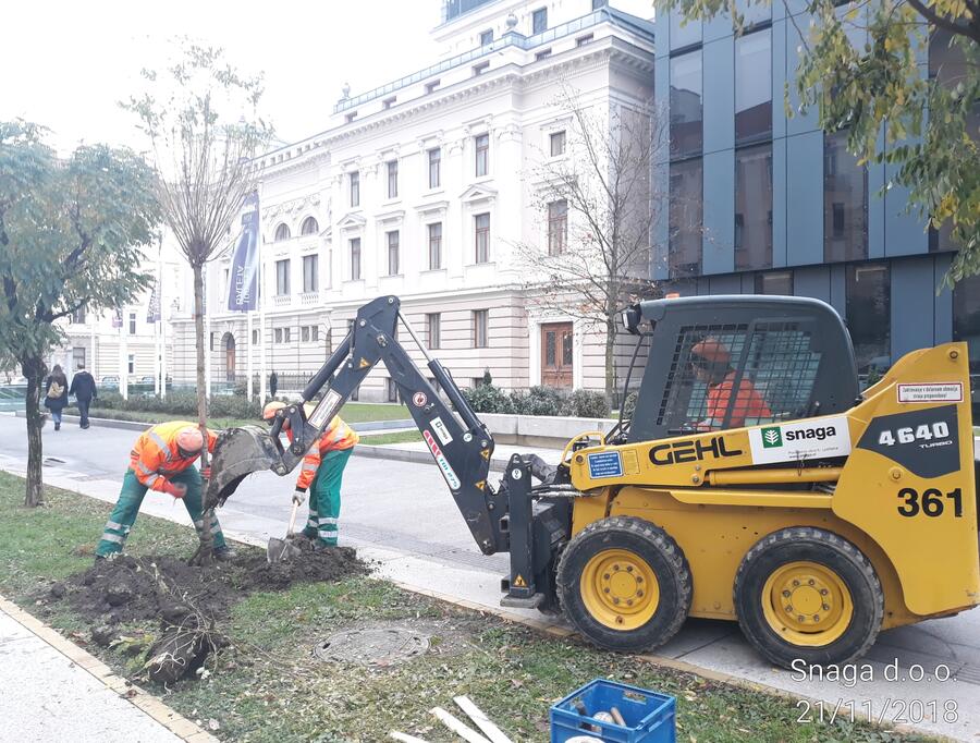 Za mestno drevje in parkovne gozdove strokovno skrbi posebna Snagina ekipa, v kateri je tudi certificiran arborist.  Foto: Snaga