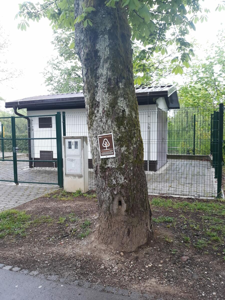 foto drevo