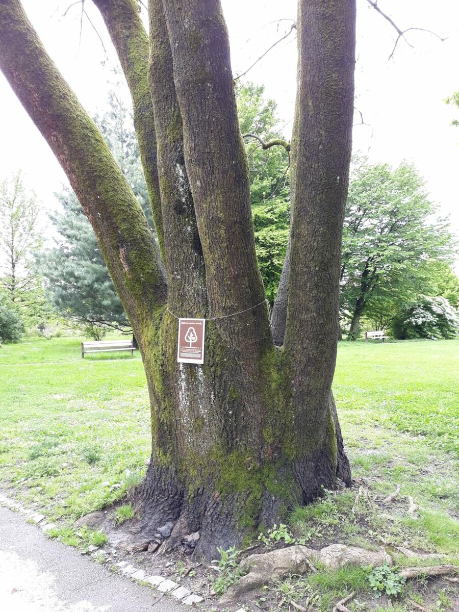 foto drevo