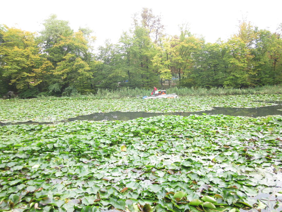 ribnik, poln lokvanjev