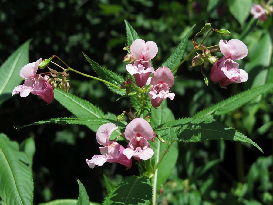 Impatiens glandulifera cvetoca Foto Simona Strgulc Krajsek