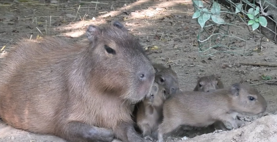 Kapibara z mladički. Vir: ZOO Ljubljana