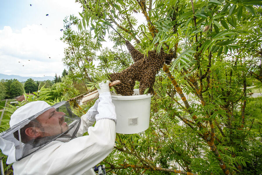 urban bees