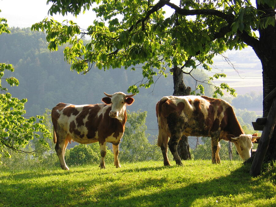 Ljubljana countryside, photo: Maruška Markovčič