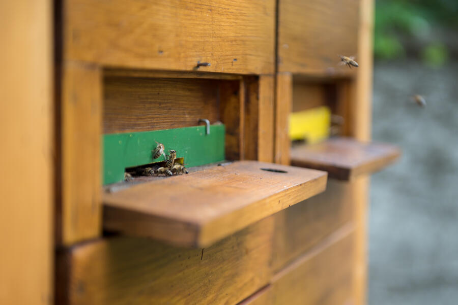 V okviru Dneva čebelarskega turizma smo v MOL prejeli priznanje čebelam najprijaznejša občina v letu 2017. Foto: Doris Kordić