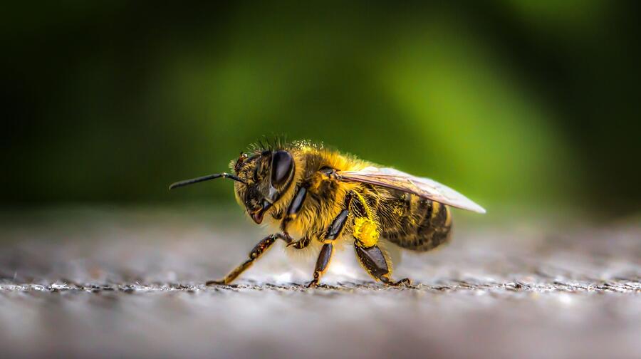 Čebela Foto: pexels