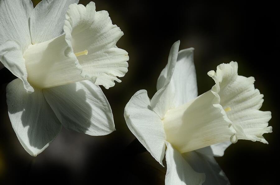 daffodil flower easter lily spring 53440 2