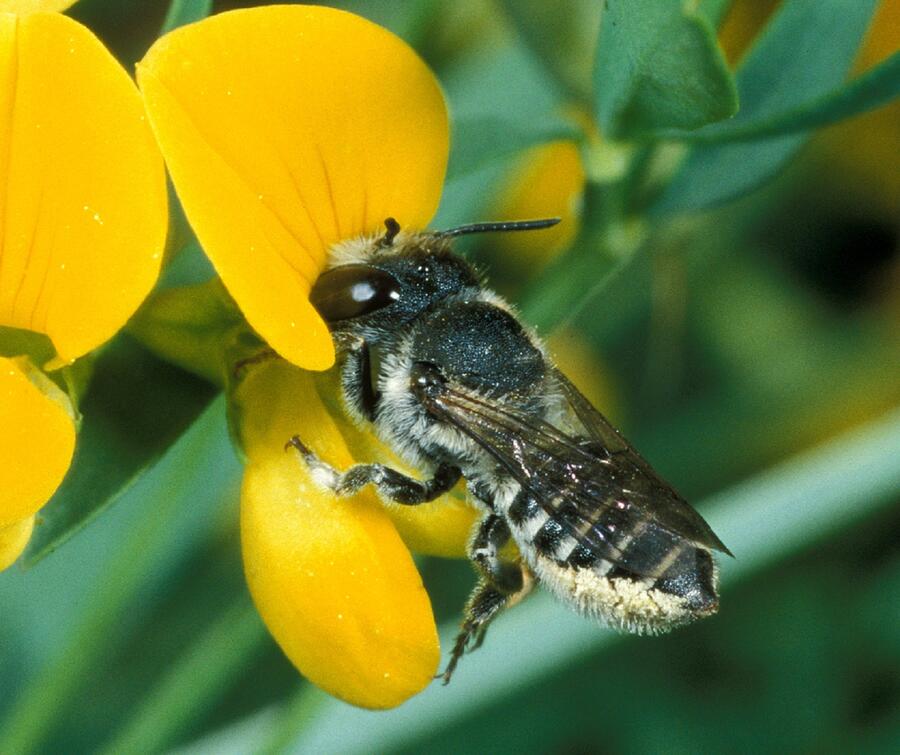 Rojenje je najpomembnejša faza v življenju čebelje družine, ki v naravi zagotavlja obstoj družine.  Foto: A. Gogala