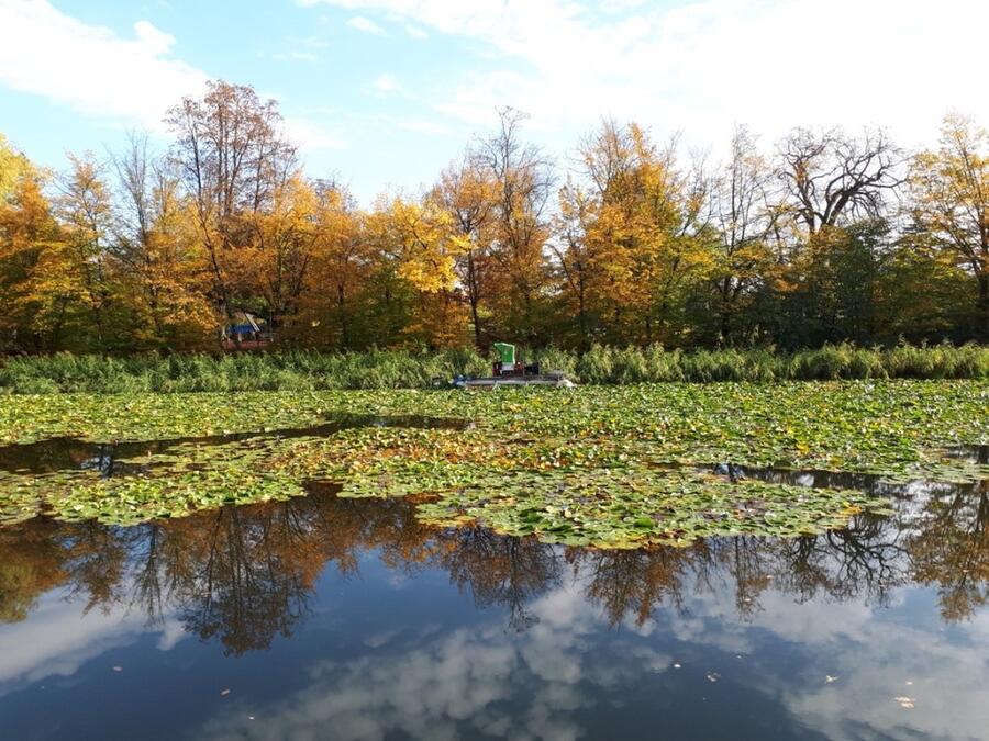 lokvanji na ribniku Tivoli