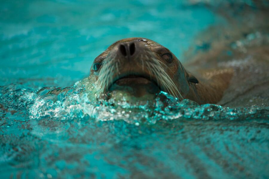 Morski lev. Foto: ZOO Ljubljana