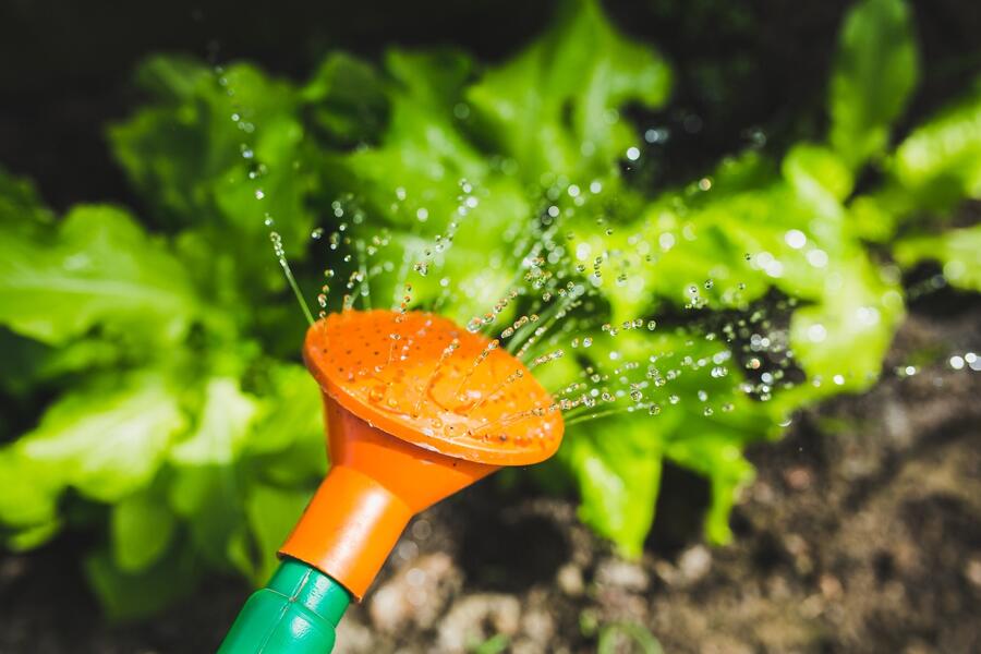 pexels salad water garden plant 3