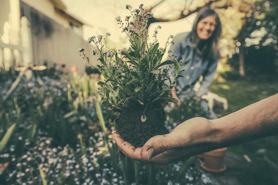 Mnoge invazivne tujerodne vrste gojimo na vrtovih, večinoma kot okrasne rastline Foto: simbolična pixaby